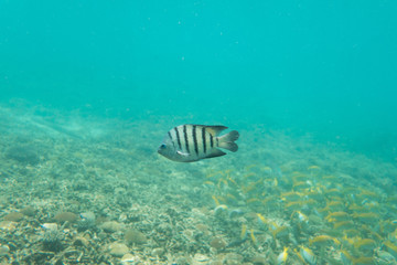 Underwater photography of a striped fish swimming