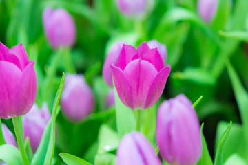Beautiful colorful Tulip flower