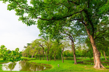Big tree in puclic park