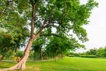 Big tree in puclic park