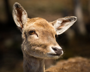 Close Up of Cute, Young Baby Deer Face