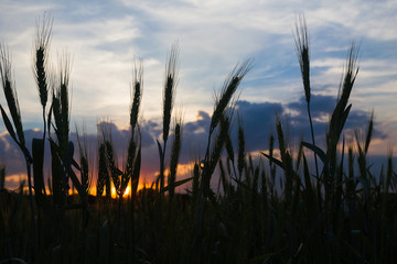 Wheat field in countryside agent sunset