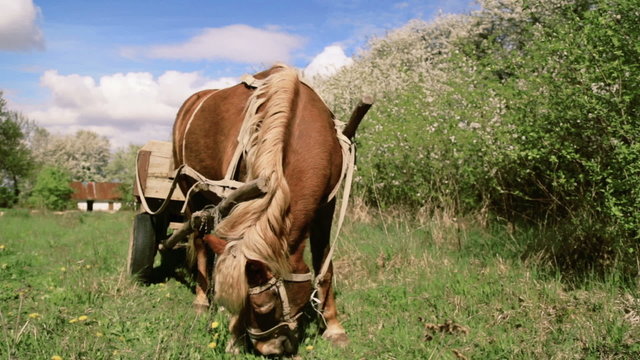 Horse and cart grazing in nature. Horse pulled by cartload, grazing in the countryside.
