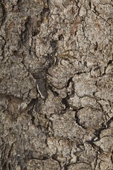 corteccia pino