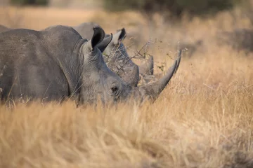 Crédence de cuisine en verre imprimé Rhinocéros Rhinocéros solitaire debout sur une aire ouverte à la recherche de sécurité contre le braconnier