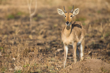Naklejka na ściany i meble Reedbuck standing alone on burnt grass looking at green sprouts