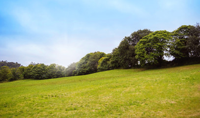 Green hill with row of trees in the background