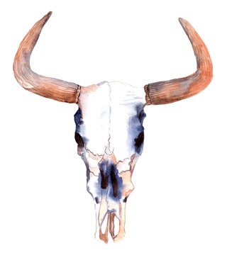 Watercolor bull skull