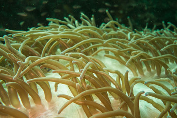 Naklejka na ściany i meble Underwater photography of a sea anemone