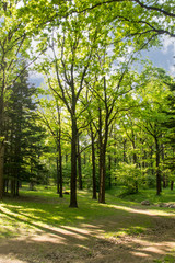 plants in Main Botanical Garden behalf of Tsitsin