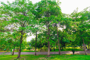 Fototapeta na wymiar Big tree in puclic park