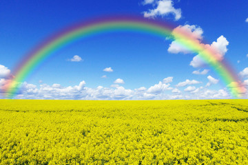 Rapsfeld mit Regenbogen