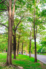 Fototapeta na wymiar Bike lane and pathway in the Green Park