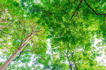 Fototapeta premium Big tree in puclic park