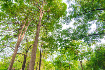 Big tree in puclic park