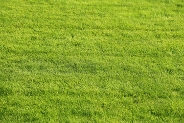 Green lawn background