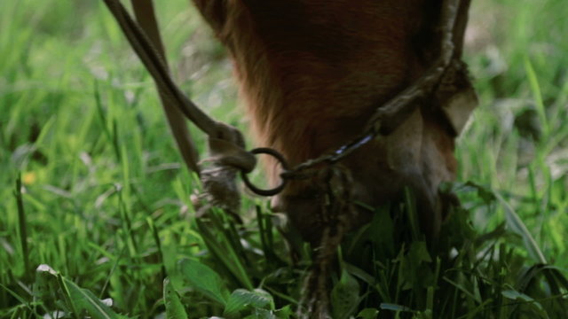 Horse eating grass close-up face. Muzzle of a horse close up. Closeup snout horse eats grass. 
