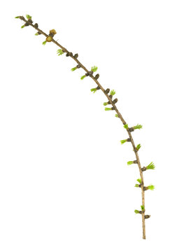 European larch, Latrix decidua twig isolated on white background