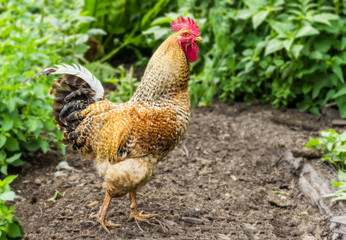 Speckled rooster