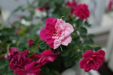 bicolor rose