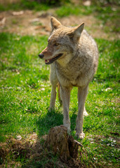 Naklejka na ściany i meble North American Coyote ( Canis Latrans)