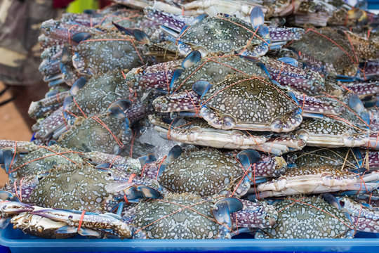 horse crab.Fresh seafood from the sea