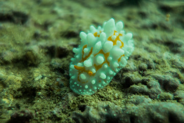 Nudibranch