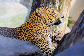 Fototapeta na wymiar Portrait Sri Lanka Leopard, Panthera pardus kotiya