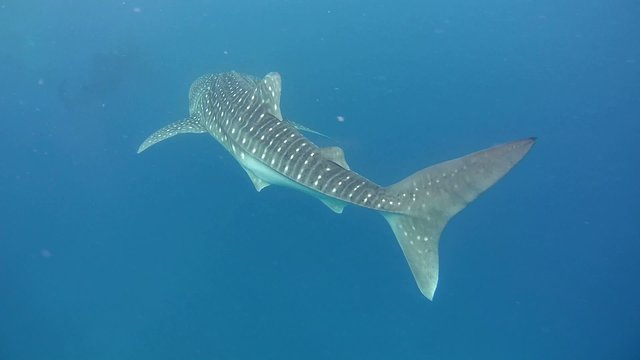 Whale shark (Rhincodon typus) they feed on plankton