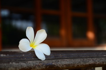 plumeria,flowers,frangipani,color,background,blossom