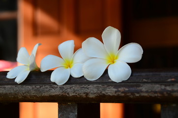 Fototapeta premium plumeria,flowers,frangipani,color,background,blossom