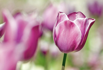 Tulpen