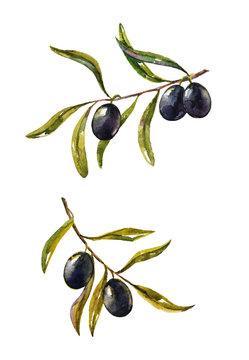 olive branch. watercolor illustration