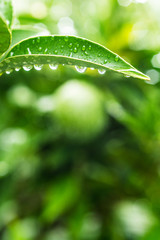 green leaves with drops of water