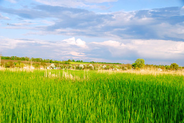 Ukrainian rural landscape