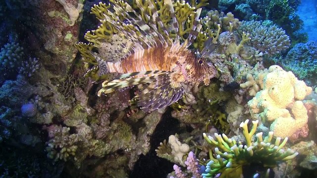 African lionfish on Coral Reef, Red sea
