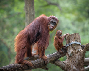 Mother orangutang with its little son