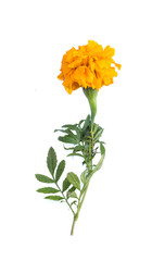 marigold flower isolated on white background
