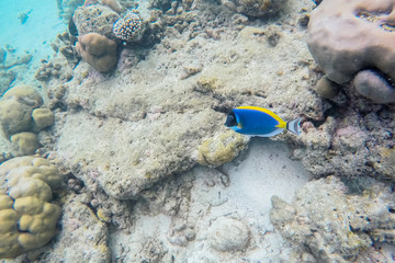 exotic marine life near Maldives island