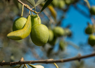 Olives on olive branch