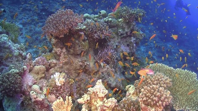 Tropical Fish on Vibrant Coral Reef, Red sea
