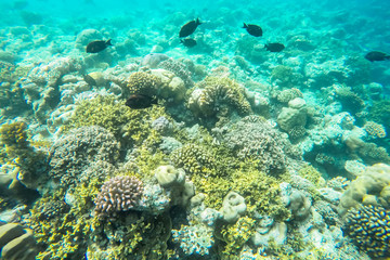 Fototapeta na wymiar exotic marine life near Maldives island
