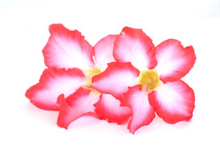 Floral background. Close up of Tropical flower Pink Adenium.