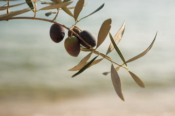 Olives on olive branch
