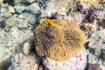 exotic marine life near Maldives island
