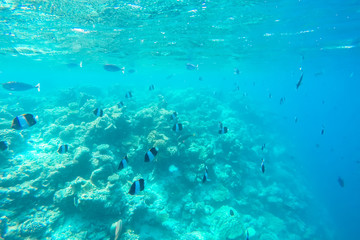 Fototapeta na wymiar exotic marine life near Maldives island