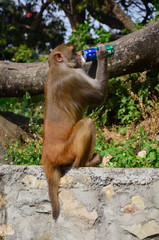 Monkey drinking aerated soft drink