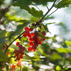 Red Currant