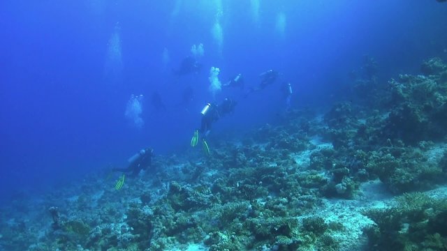 Group of Divers Swims Over Coral Reefs, Red Sea
