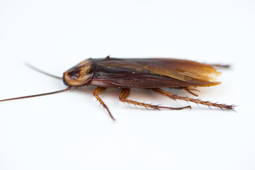 Dead Cockroach on white background